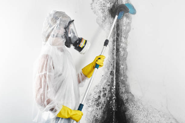 Best Emergency Mold Remediation  in Trainer, PA