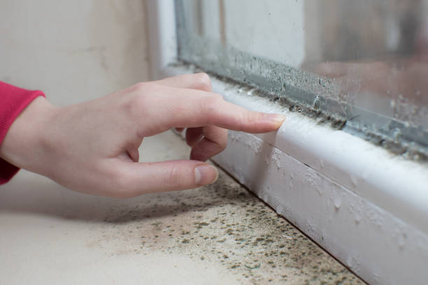 Mold Removal for HVAC Installations in Trainer, PA